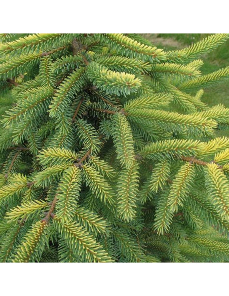 Świerk czarny Picea mariana Aureovariegata