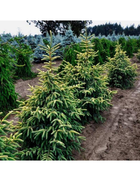 Świerk czarny Aurea Picea mariana