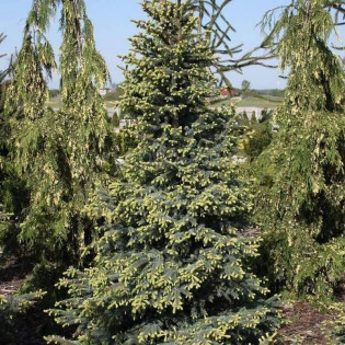 Świerk czarny Aurea Picea mariana 2