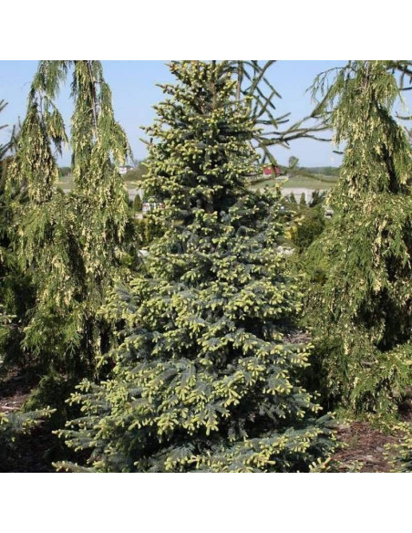 Aurea Picea mariana Świerk czarny