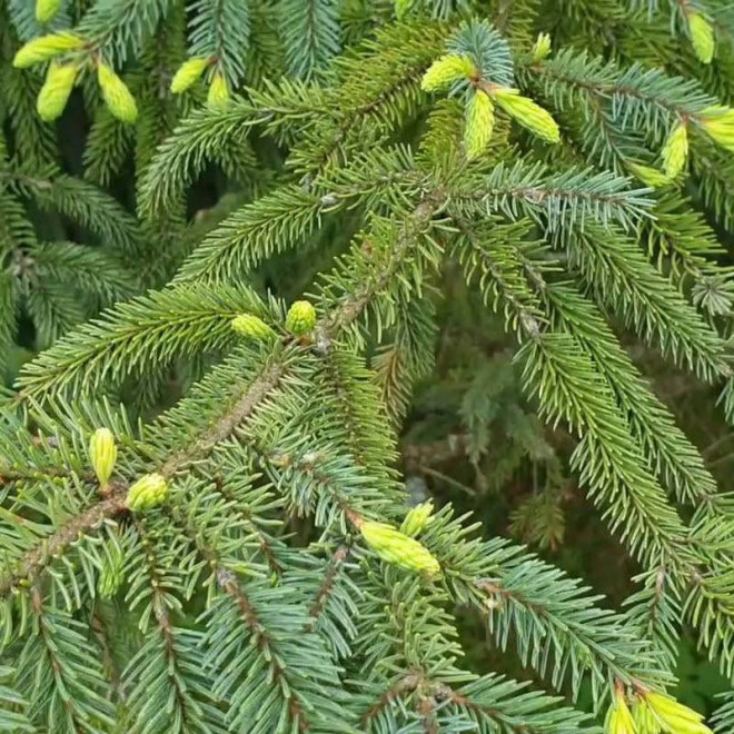 Świerk czarny Picea mariana Aurea