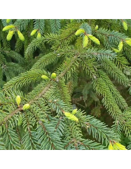 Świerk czarny Picea mariana Aurea