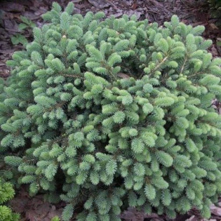 Świerk czarny Picea mariana