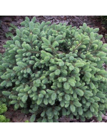 Świerk czarny Picea mariana