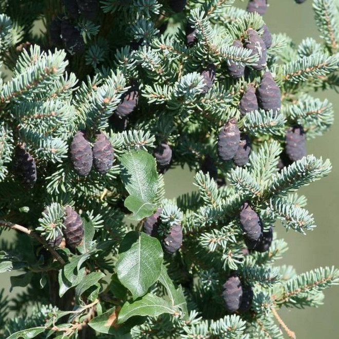 Picea mariana Świerk czarny Picea mariana Świerk czarny