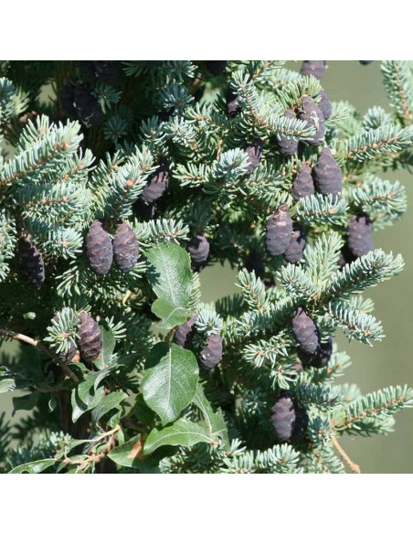 Picea mariana Świerk czarny