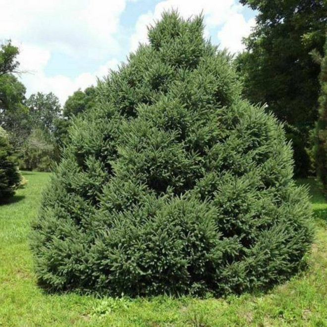 Świerk picea Mariana czarny Świerk picea Mariana czarny