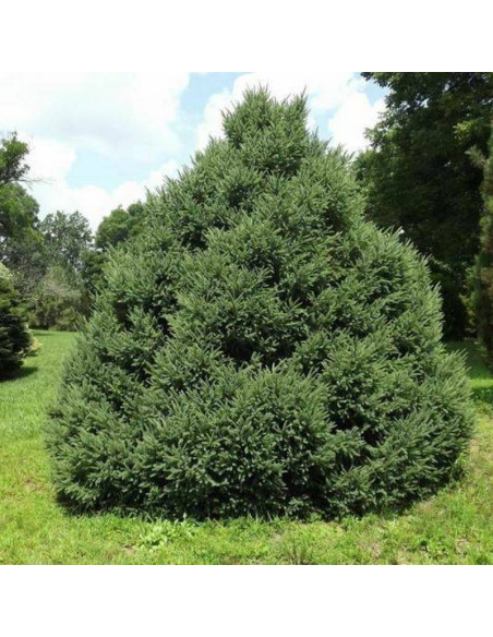 Świerk picea Mariana czarny