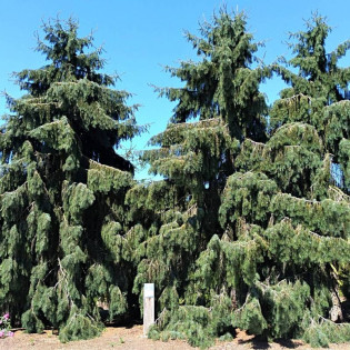 Picea breweriana Świerk Brewera