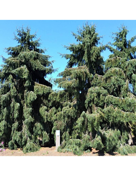 Picea breweriana Świerk Brewera