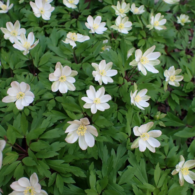 Anemone nemorosa Zawilec gajowy