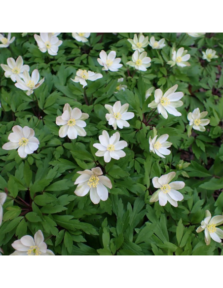 Anemone nemorosa Zawilec gajowy