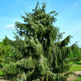 Picea breweriana Świerk Brewera 2