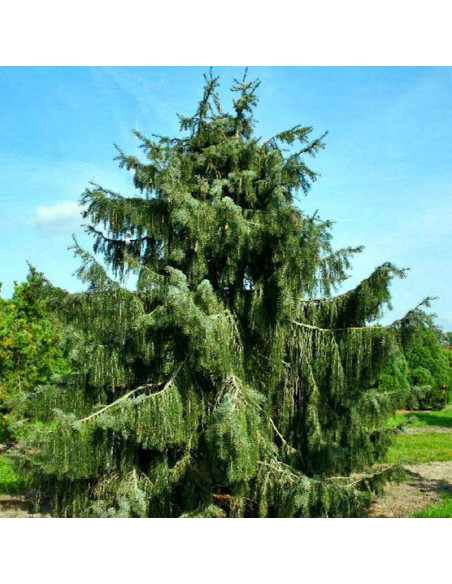 Świerk Brewera Picea breweriana