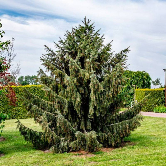 Świerk picea Breweriana brewera