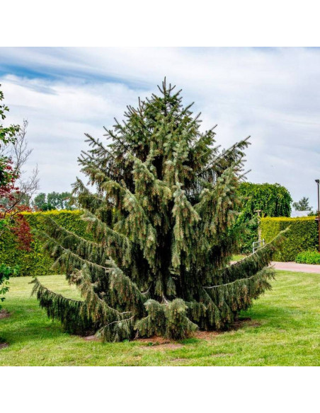 Świerk picea Breweriana brewera