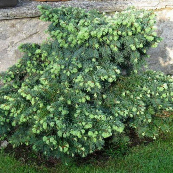 Daglezja zielona Variegata Pseudotsuga menziesii Daglezja zielona Variegata Pseudotsuga menziesii