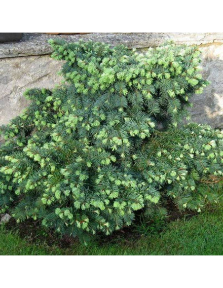 Daglezja zielona Variegata Pseudotsuga menziesii