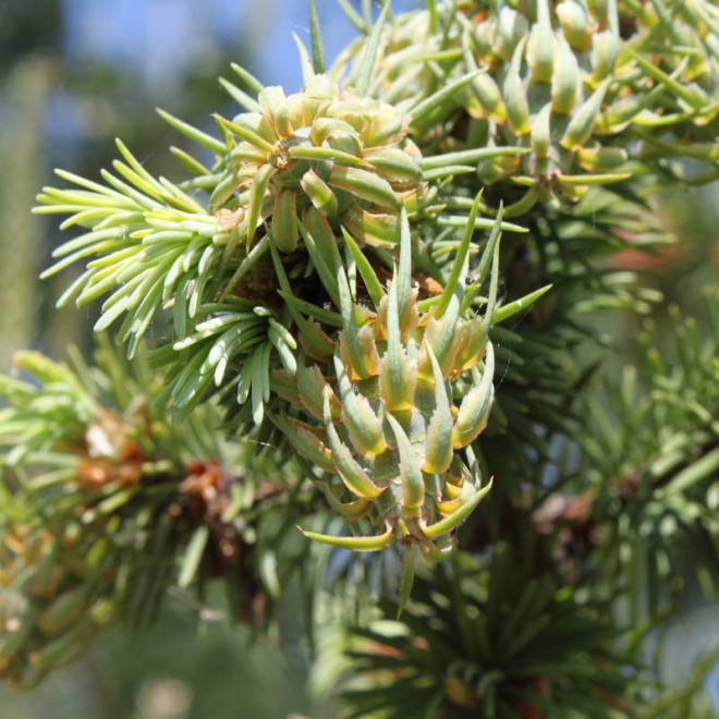 Variegata Pseudotsuga menziesii Daglezja zielona Variegata Pseudotsuga menziesii Daglezja zielona