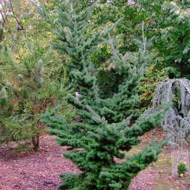 Daglezja zielona Sina Pseudotsuga menziesii Daglezja zielona Sina Pseudotsuga menziesii