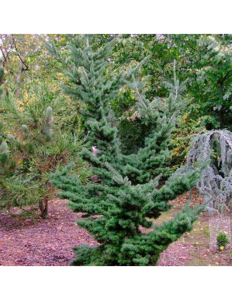 Daglezja zielona Sina Pseudotsuga menziesii