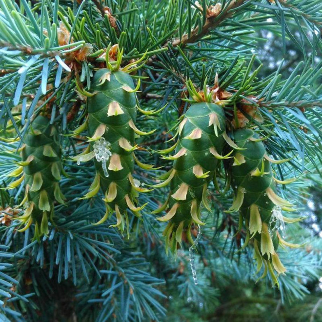 Sina Pseudotsuga menziesii Daglezja zielona Sina Pseudotsuga menziesii Daglezja zielona