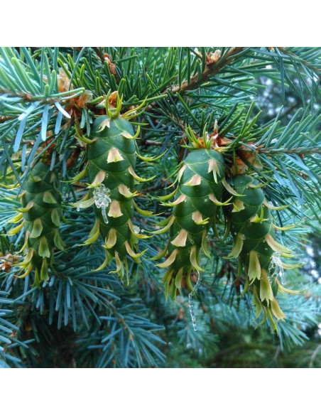 Sina Pseudotsuga menziesii Daglezja zielona