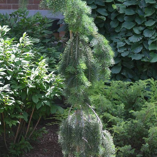 Daglezja zielona Pseudotsuga menziesii Sina Daglezja zielona Pseudotsuga menziesii Sina