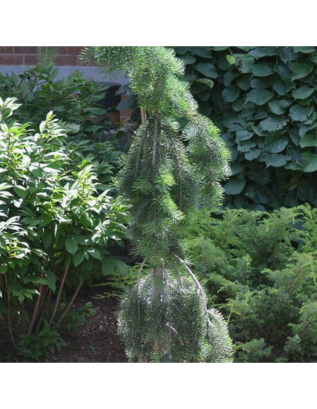 Daglezja zielona Pseudotsuga menziesii Sina