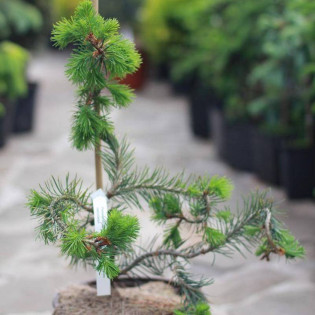 Serpentine Pseudotsuga menziesii Daglezja zielona