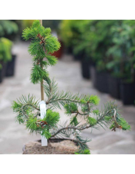 Serpentine Pseudotsuga menziesii Daglezja zielona