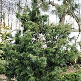 Serpentine Pseudotsuga menziesii Daglezja zielona 2