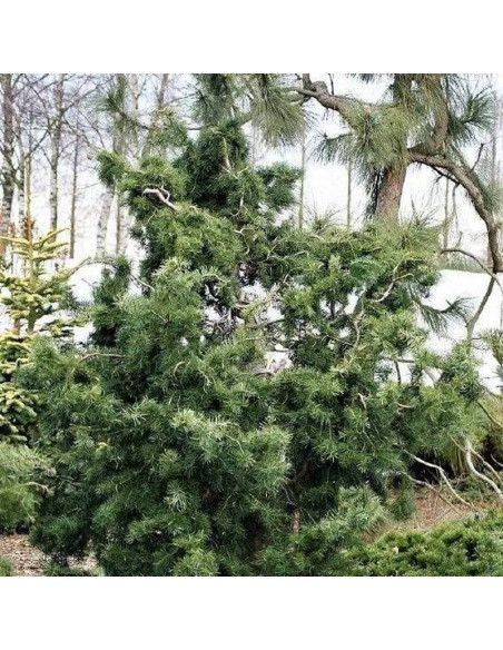 Daglezja zielona Serpentine Pseudotsuga menziesii