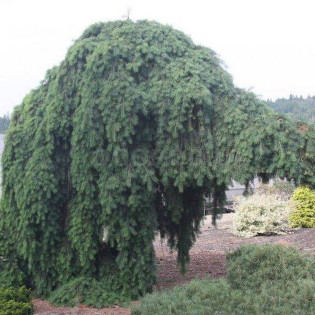 Daglezja zielona Pendula Pseudotsuga menziesii
