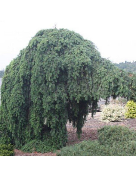 Daglezja zielona Pendula Pseudotsuga menziesii