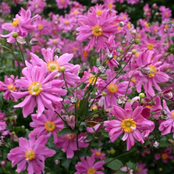 Prinz Heinrich Zawilec japoński Anemone hupehensis var. japonica