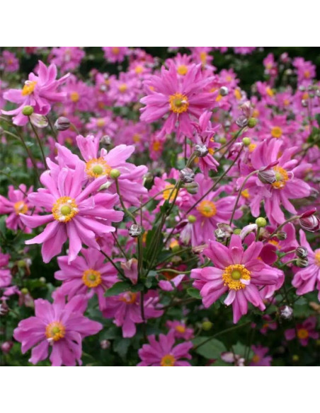 Prinz Heinrich Zawilec japoński Anemone hupehensis var. japonica