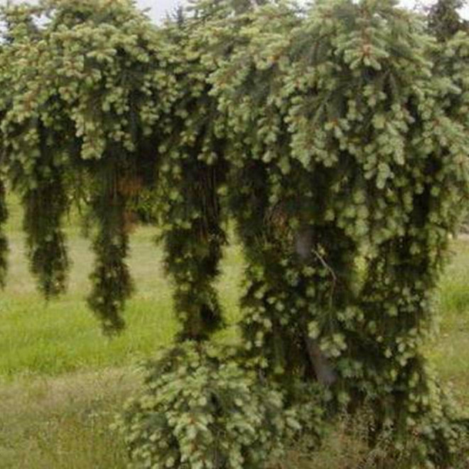 Pendula Pseudotsuga menziesii Daglezja zielona