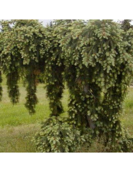 Pendula Pseudotsuga menziesii Daglezja zielona