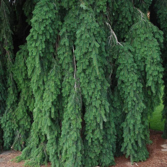 Pseudotsuga menziesii Daglezja zielona Pendula