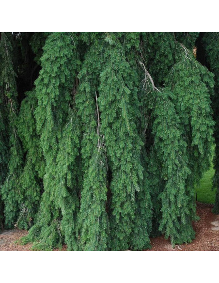 Pseudotsuga menziesii Daglezja zielona Pendula