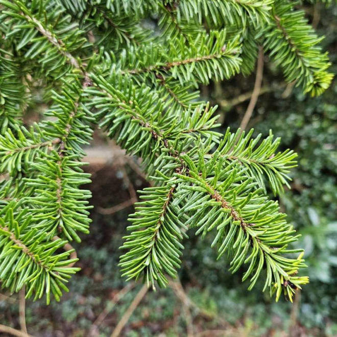 Daglezja zielona Moerheimii Pseudotsuga menziesii Daglezja zielona Moerheimii Pseudotsuga menziesii
