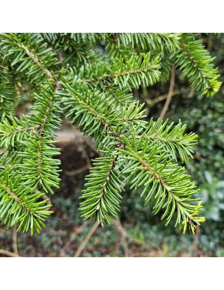 Daglezja zielona Moerheimii Pseudotsuga menziesii
