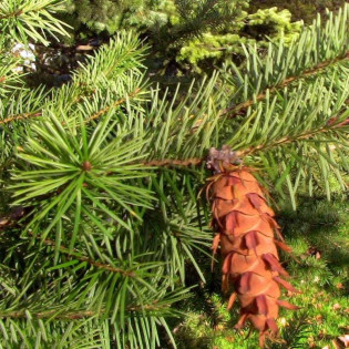 Daglezja zielona Moerheimii Pseudotsuga menziesii 2