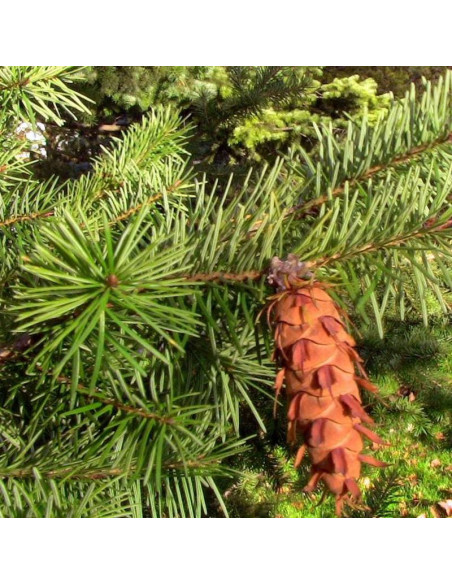 Moerheimii Pseudotsuga menziesii Daglezja zielona