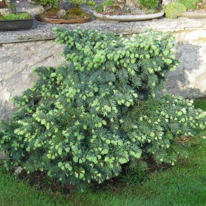 Daglezja zielona Pseudotsuga menziesii Moerheimii Daglezja zielona Pseudotsuga menziesii Moerheimii