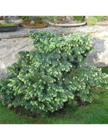 Daglezja zielona Pseudotsuga menziesii Moerheimii