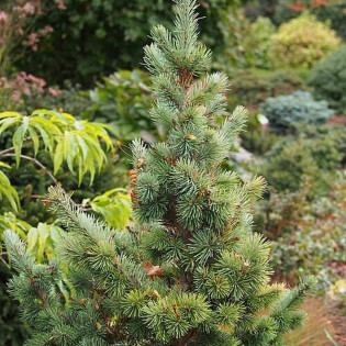 Daglezja zielona Kanina Pseudotsuga menziesii