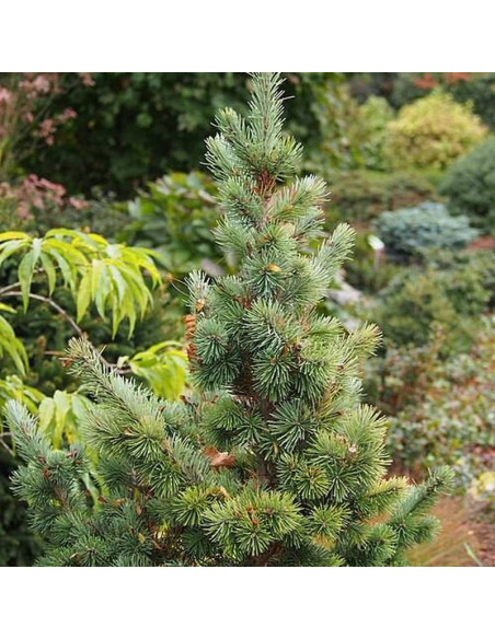 Daglezja zielona Kanina Pseudotsuga menziesii