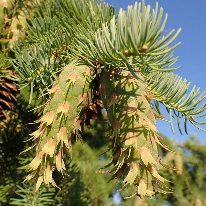 Kanina Pseudotsuga menziesii Daglezja zielona